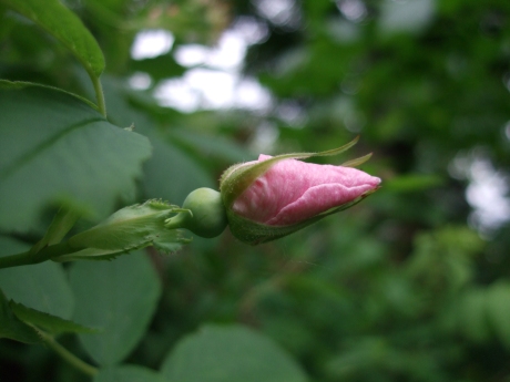 photo of pink flower bud